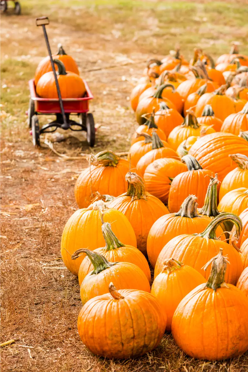 Pumpkin Patch - Things to do in the Fall